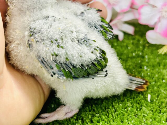 ワキコガネウロコインコ