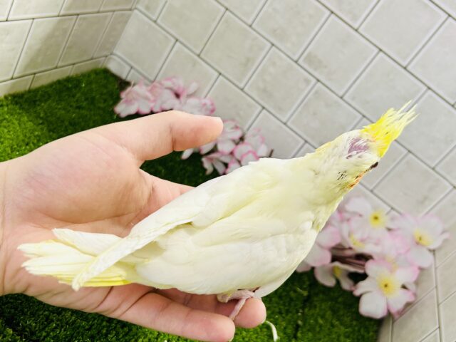 オカメインコ