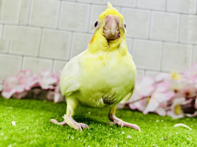 オカメインコ