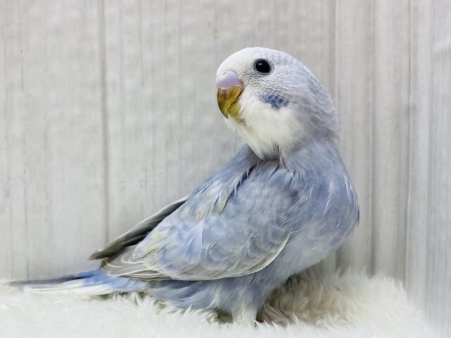 淡く✨深く✨美しく。セキセイインコ（スパングル）