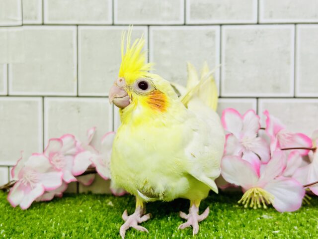 オカメインコ