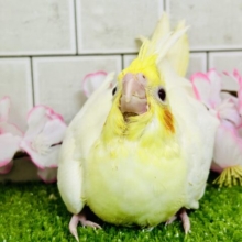 むっちりビックバン！！　オカメインコ