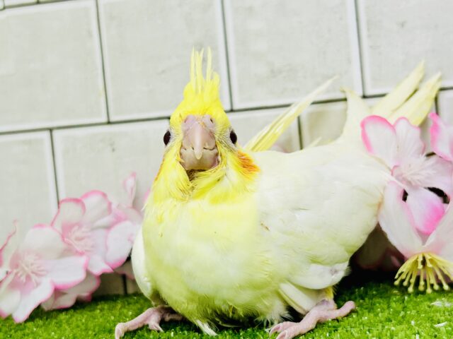 オカメインコ