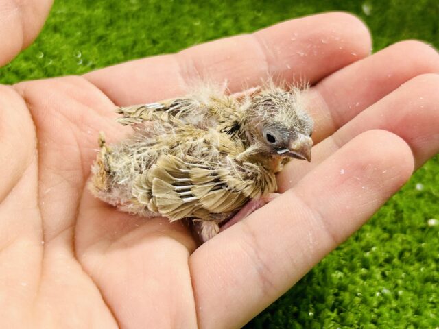 錦花鳥（キンカチョウ）