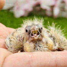 ちっちゃな体実はブラックホール？？　キンカチョウ