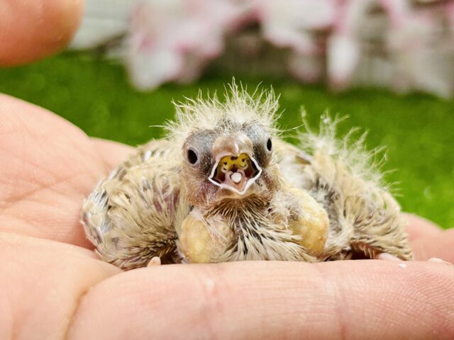 ちっちゃな体実はブラックホール？？　キンカチョウ