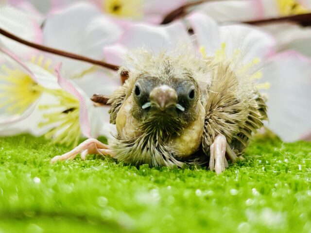 錦花鳥（キンカチョウ）