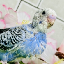 これぞ王道・・・　セキセイインコ