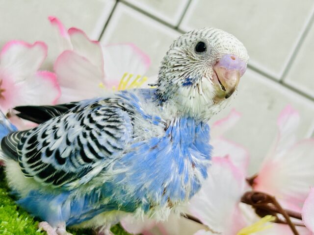 これぞ王道・・・　セキセイインコ