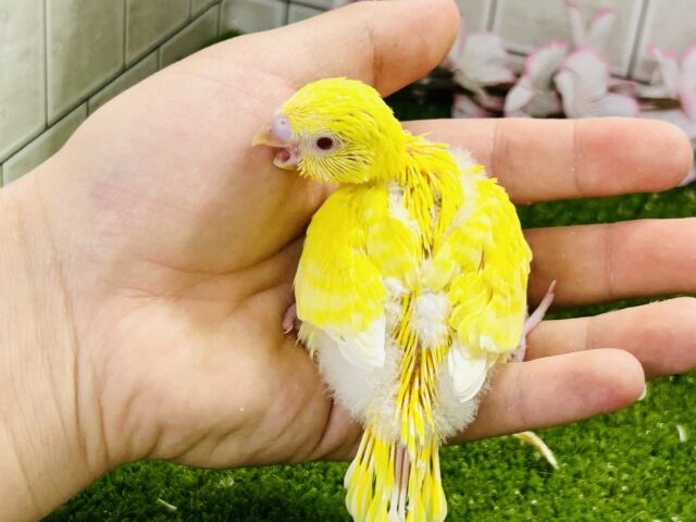 セキセイインコ