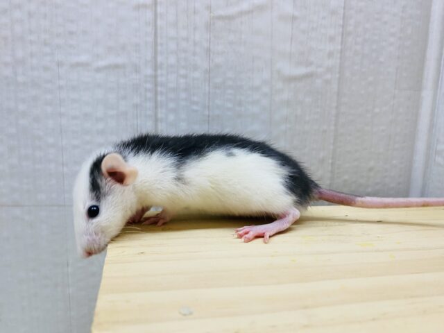 ファンシーラット