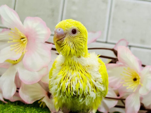 セキセイインコ