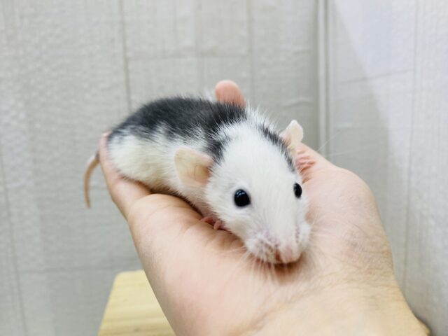 ファンシーラット