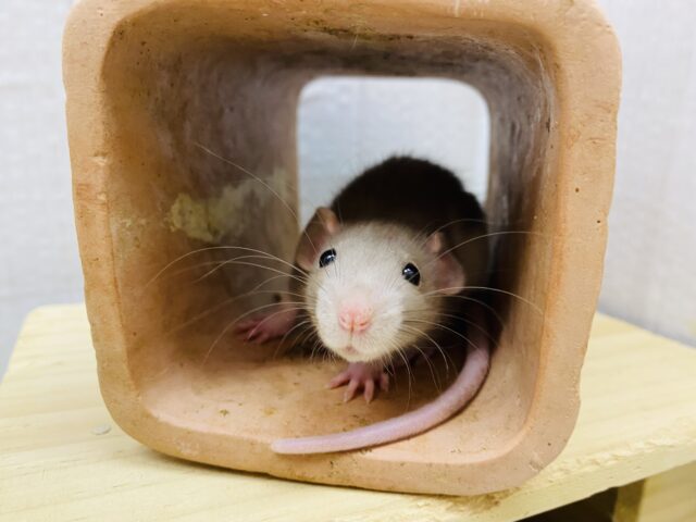 ファンシーラット