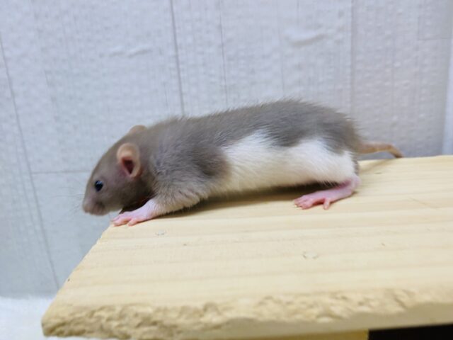 ファンシーラット