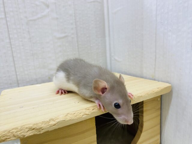 ファンシーラット