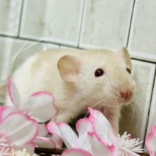 心おどるふんわりカラー　ファンシーラット