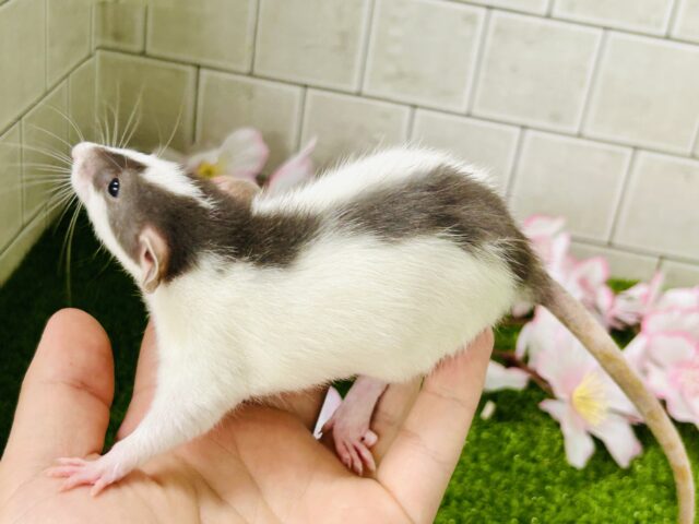 ビリビリ⚡電光石火決めちゃう!? ファンシーラット ファンシーラット