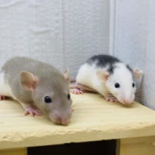 個性的な模様🖤黒✖️茶コンビのファンシーラット男の子⭐️