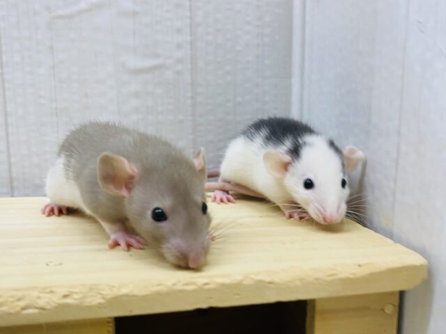 個性的な模様🖤黒✖️茶コンビのファンシーラット男の子⭐️