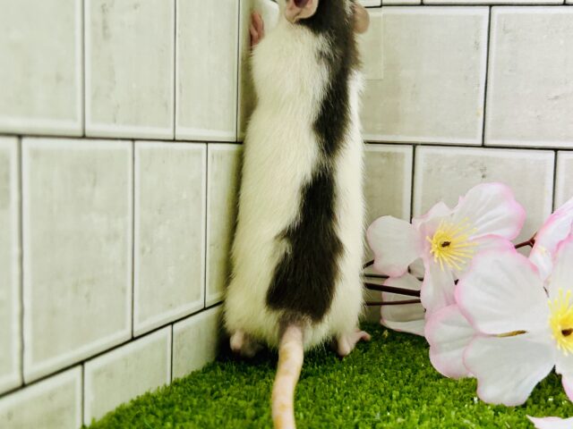 ファンシーラット