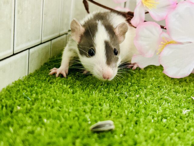 ファンシーラット