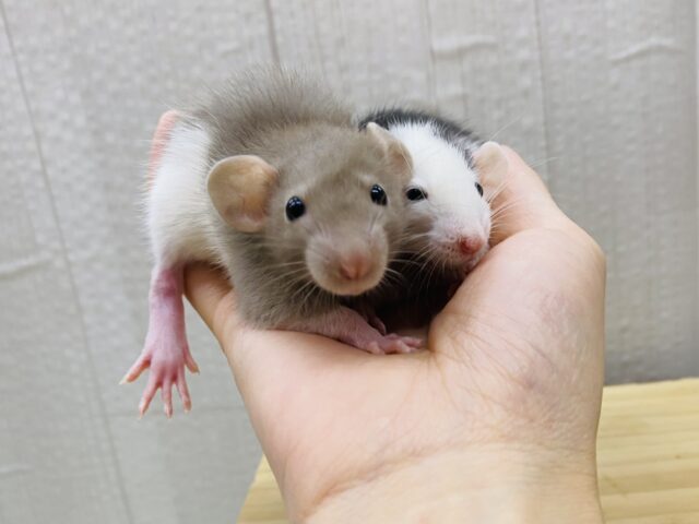 ファンシーラット