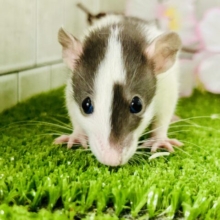 ビリビリ⚡電光石火決めちゃう！？　ファンシーラット