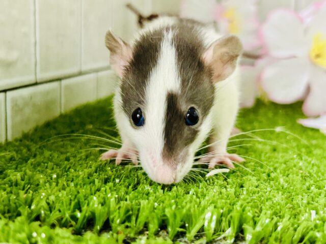 ビリビリ⚡電光石火決めちゃう!? ファンシーラット ファンシーラット