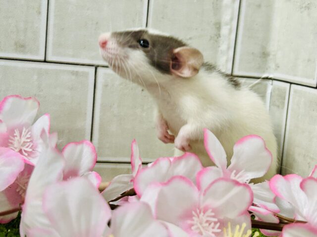 ファンシーラット