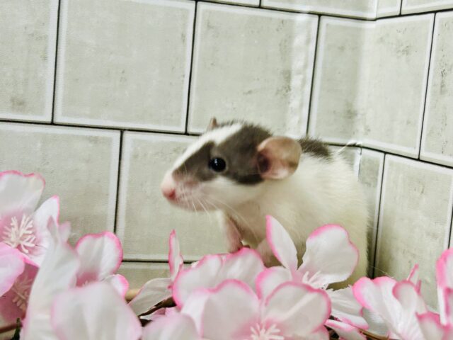 ビリビリ⚡電光石火決めちゃう!? ファンシーラット ファンシーラット