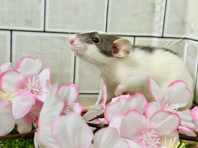 ファンシーラット