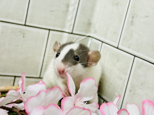 ビリビリ⚡電光石火決めちゃう!? ファンシーラット ファンシーラット