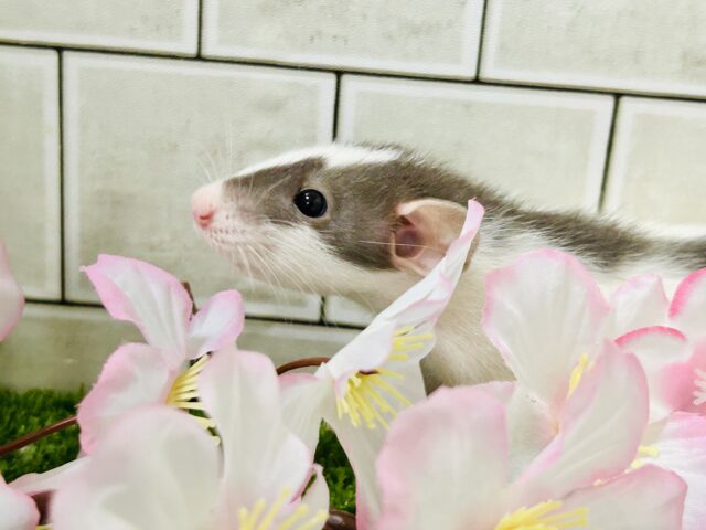 ファンシーラット