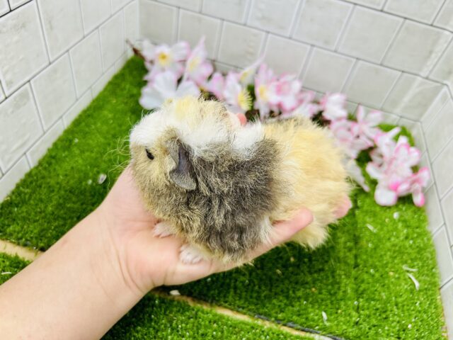 テッセルモルモット