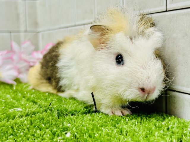 テッセルモルモット