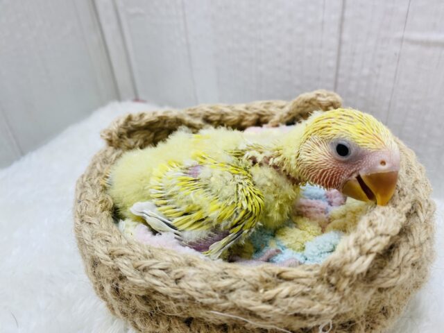 コザクラインコ（小桜インコ）