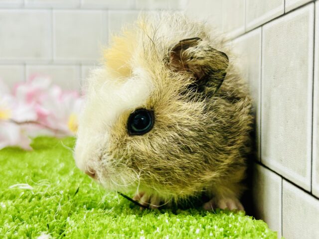 テッセルモルモット