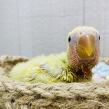 金色に輝く✨ワタワタに包まれたコザクラインコ（ゴールデンチェリー）🌟