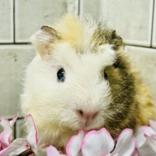 おしゃれにマ～キマキ( *´艸｀)　テッセルモルモット