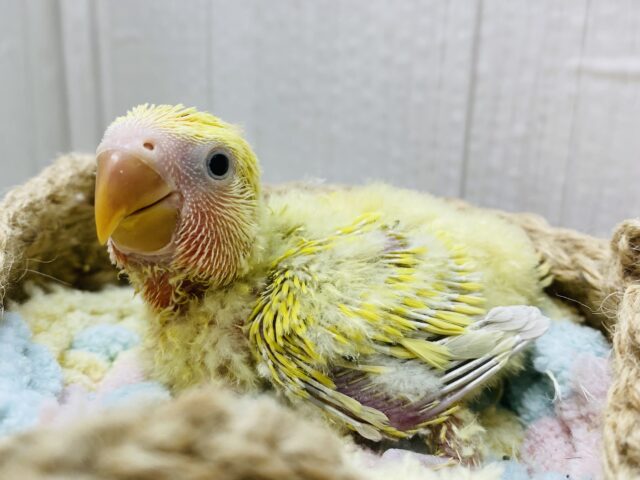 コザクラインコ（小桜インコ）