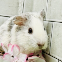 つるつるストレートヘアー　イングリッシュモルモット