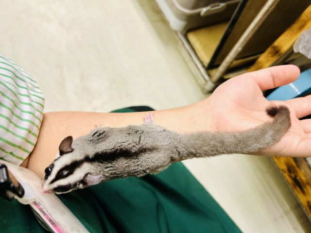 フクロモモンガ