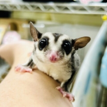 【最新画像更新☆☆】ミルクうまうま🍼　フクロモモンガ