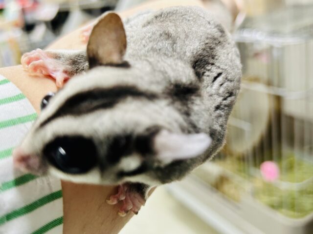 フクロモモンガ