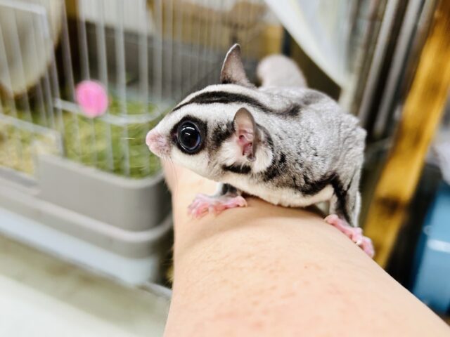 フクロモモンガ