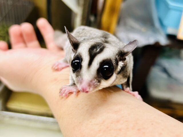 フクロモモンガ