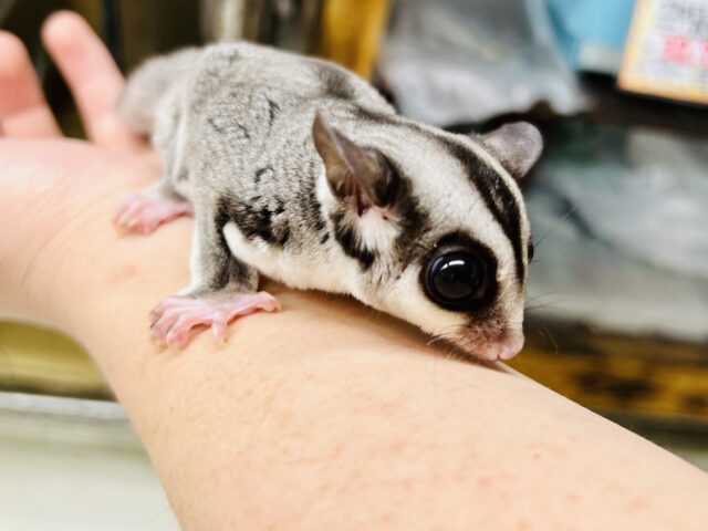 フクロモモンガ