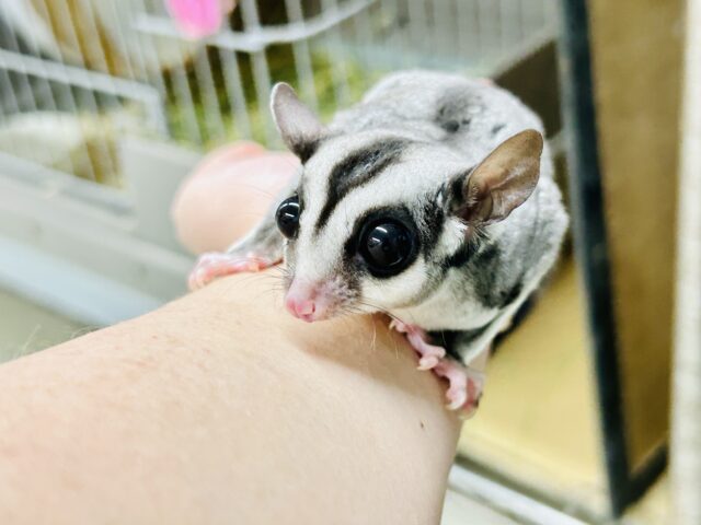 フクロモモンガ