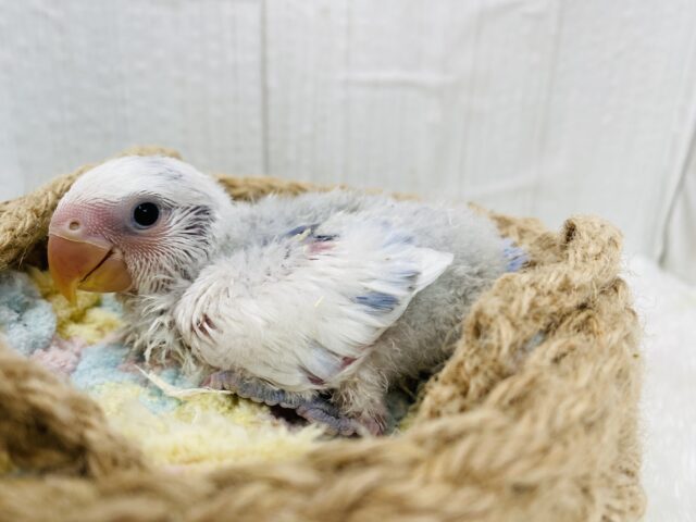 コザクラインコ（小桜インコ）